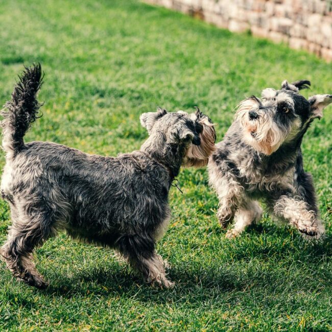 dog parks happy hour hoboken nj