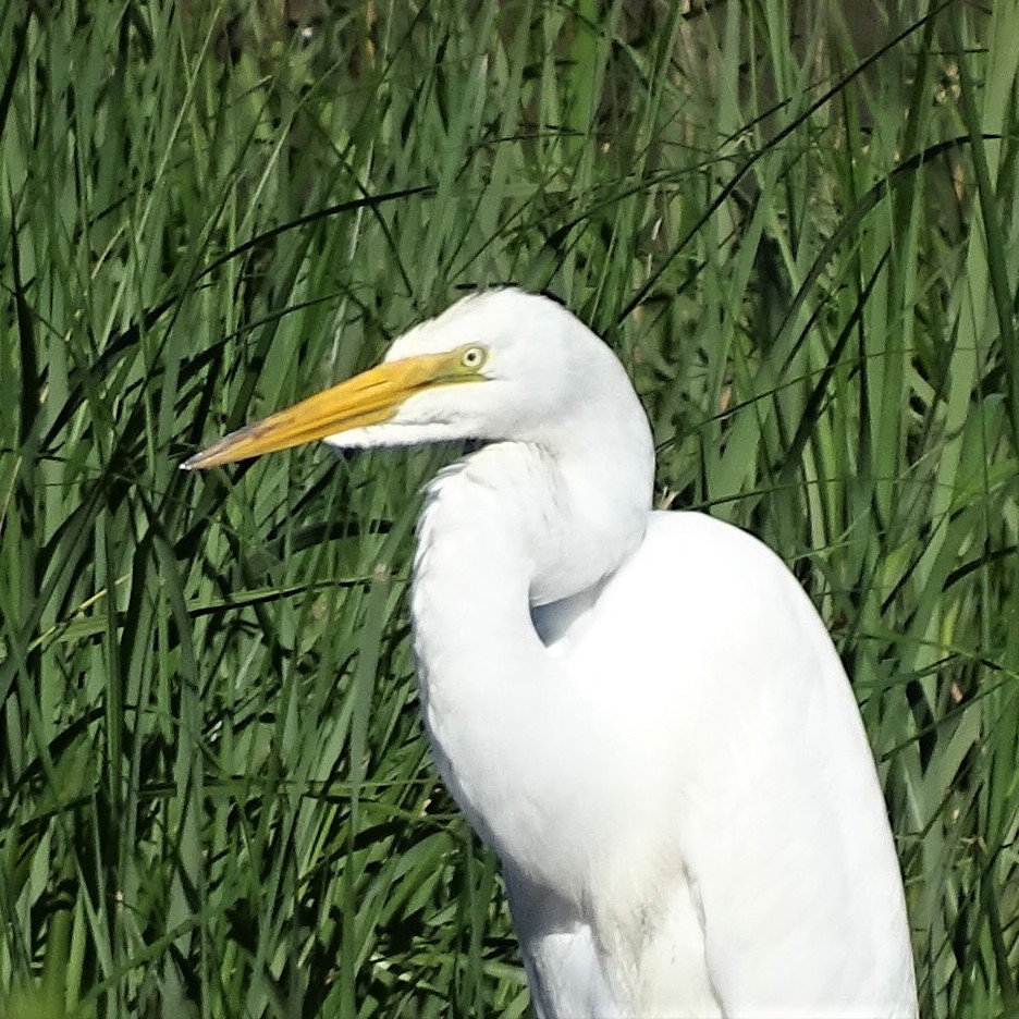 great egret