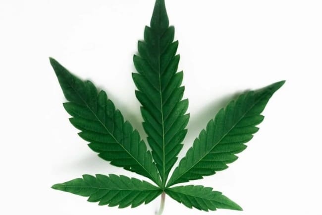 marijuana cannabis purchase legalization new jersey 2022