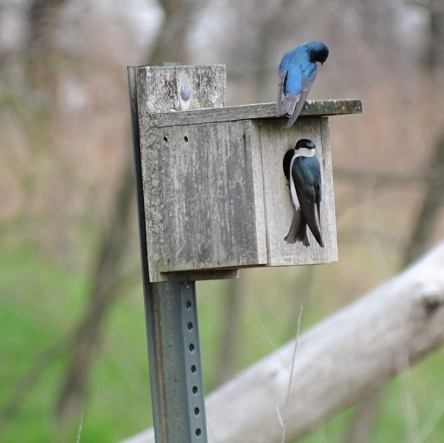 tree swallows